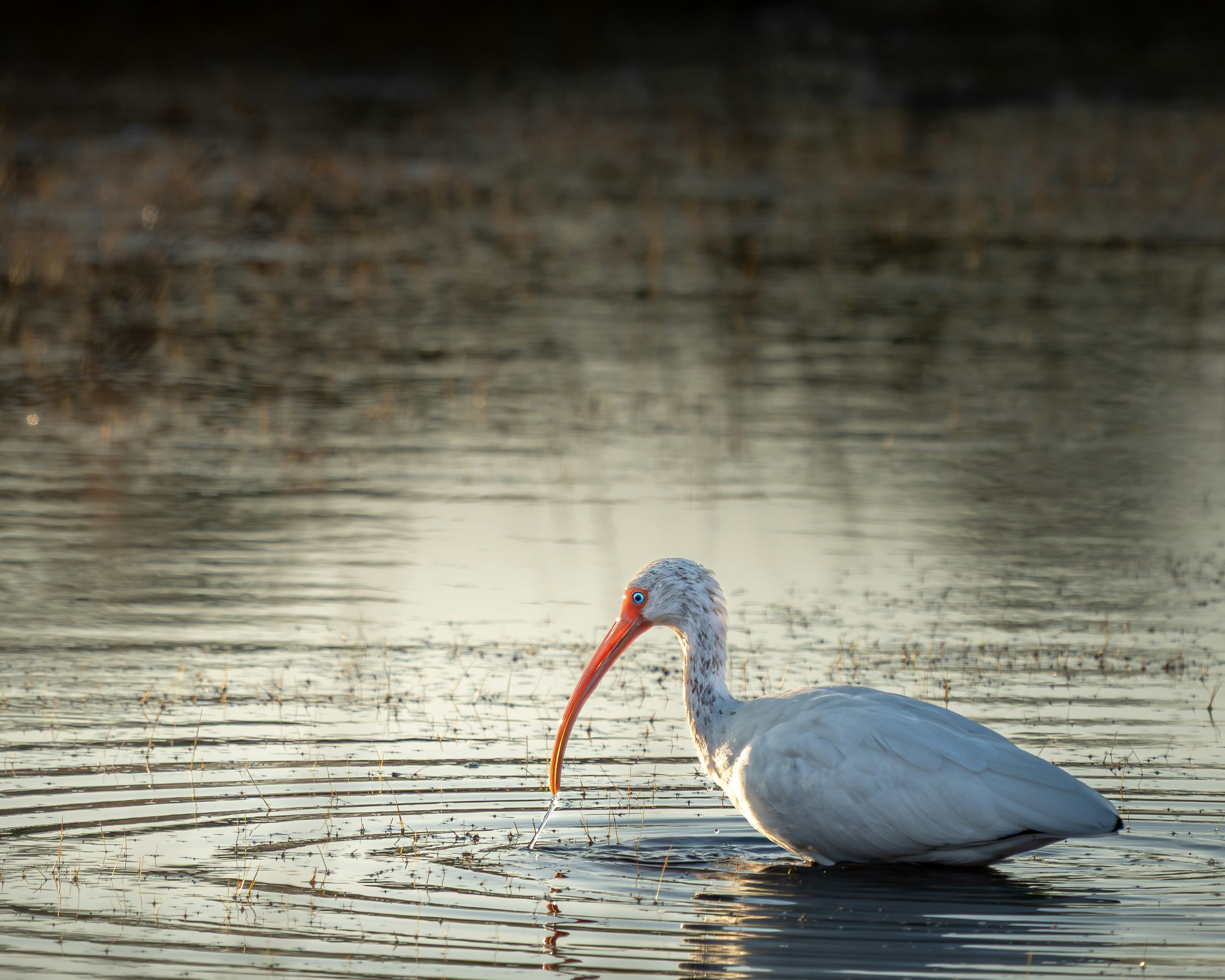 White ibis with long orange beak wading in water.