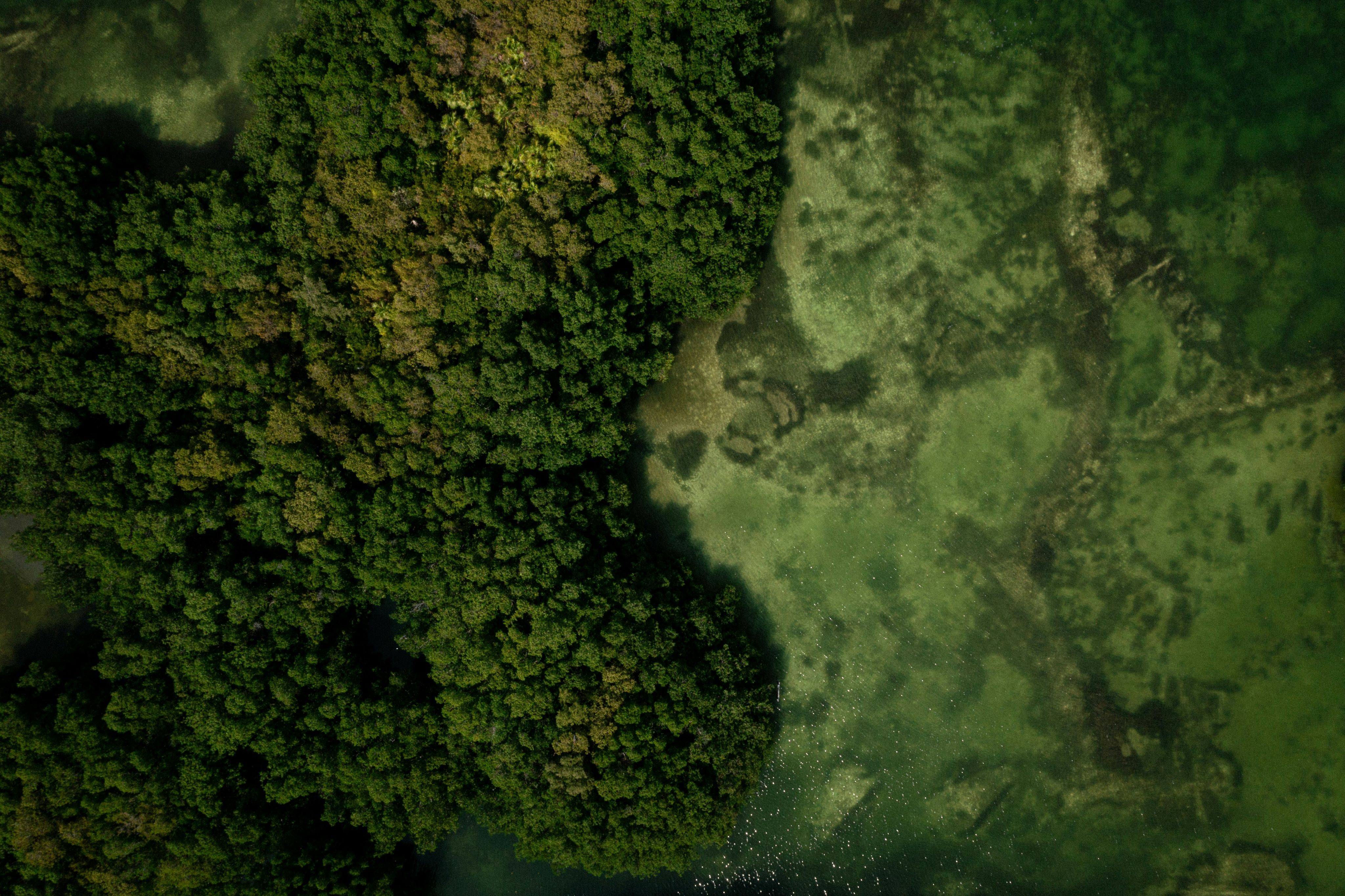 an aerial view of a lush green forest
